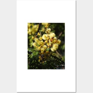 European Honey Bee on Wattle Posters and Art